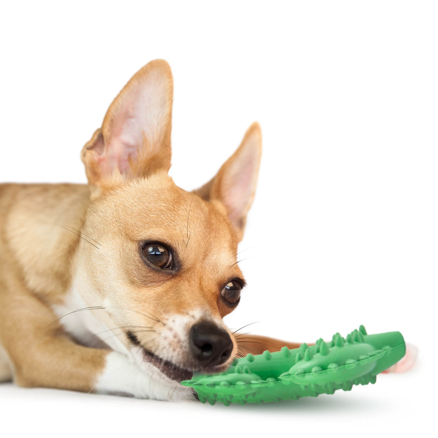 Cactus Natural Rubber Dental Chew Toy for Dogs for Healthy Chewing Habits