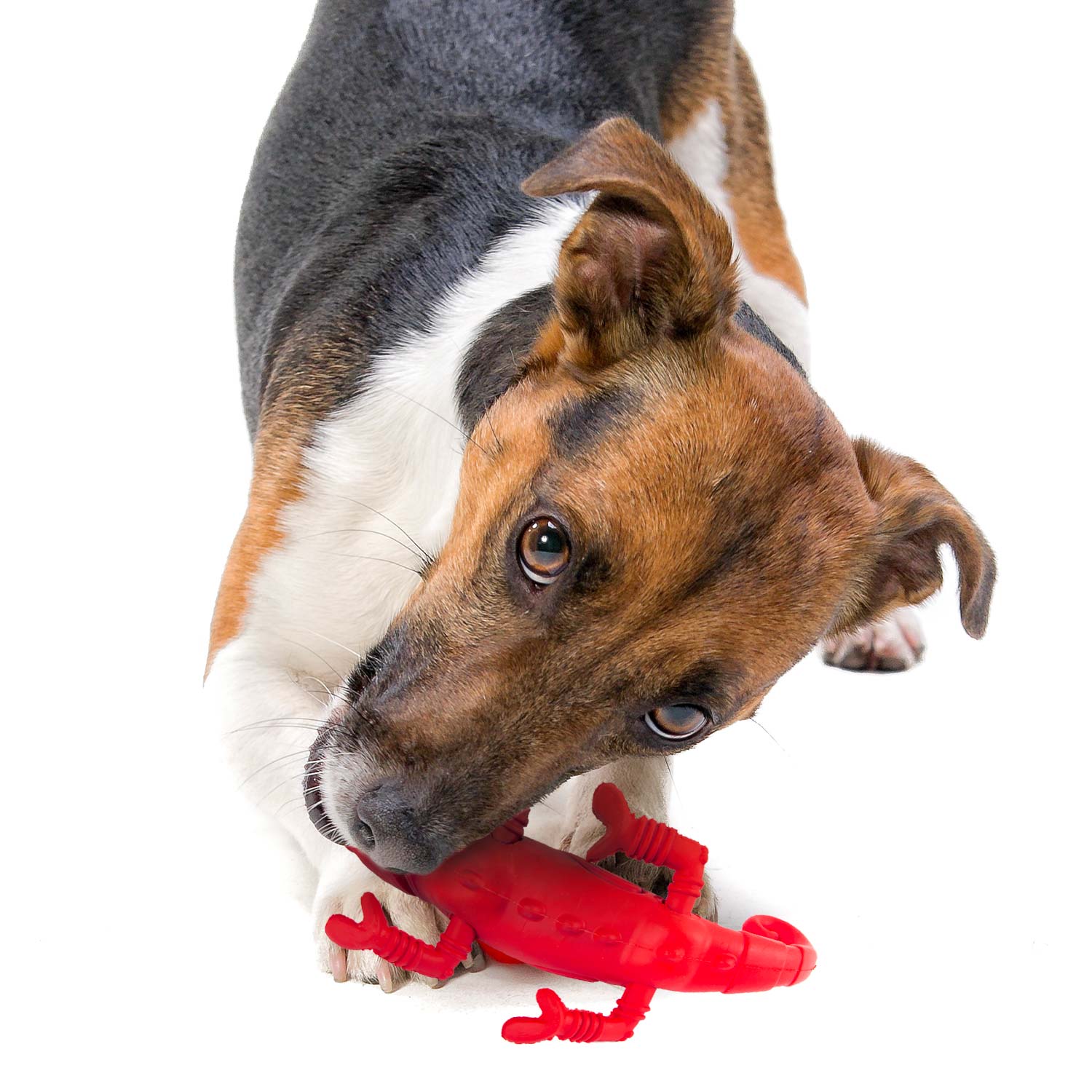 Red Chameleon Natural Eco-Friendly Rubber Dental Dog Chew Toy for Medium Chewers