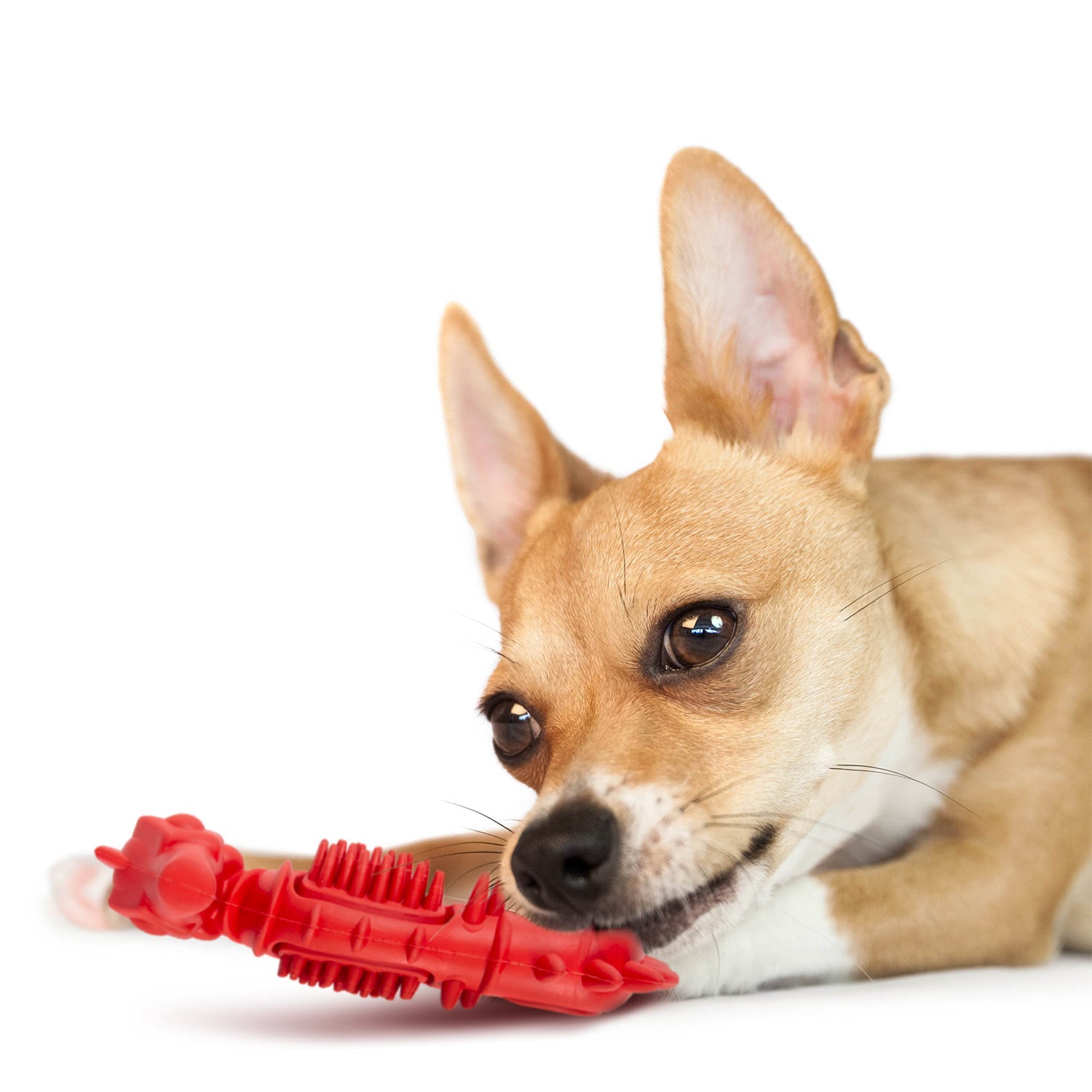Red Seahorse Natural Rubber Dog Chew Toy with Vanilla Scent and Textured Ridges for Dental Health