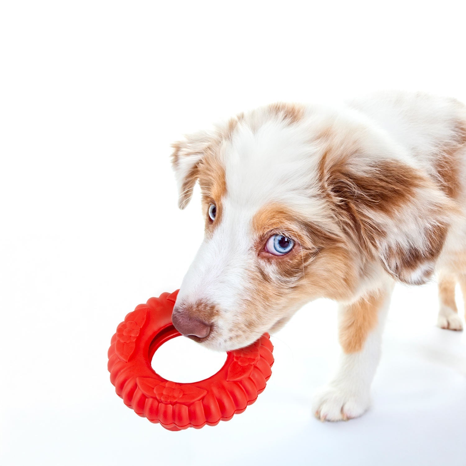Red Virgo Tugger Natural Rubber Dog Dental Chew Toy for Interactive or Solo Play