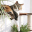 The Juggernaut - Indoor Cat Playground for Wall