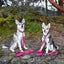 Pink Dog Leash by EcoBark - Padded Comfort Grip Leash - 4ft, 5ft, and 6ft Leash for Teacup, Small, and Medium Dogs