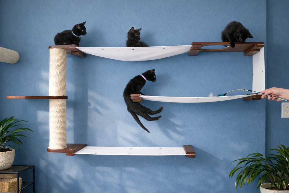 Cat Furniture & Accessories