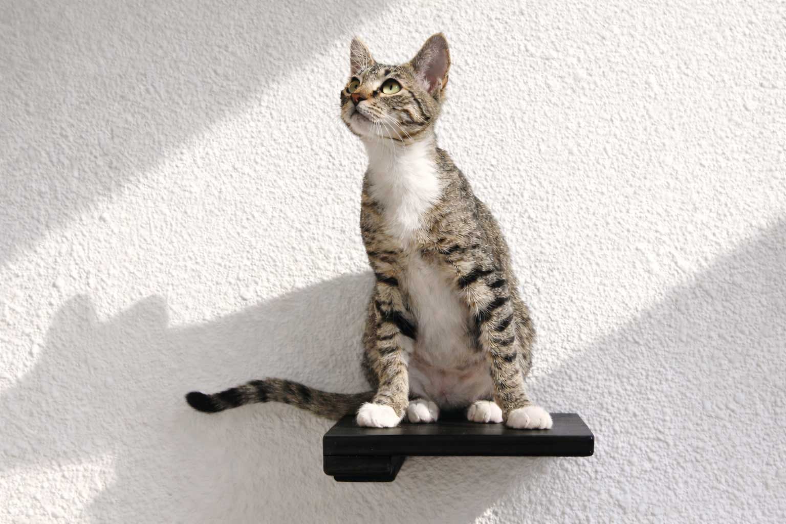 Cat Climbing Shelf
