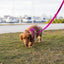 Pink Dog Leash by EcoBark - Padded Comfort Grip Leash - 4ft, 5ft, and 6ft Leash for Teacup, Small, and Medium Dogs